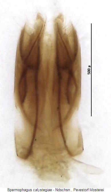spermophagus_calystegiae_ovip.jpg