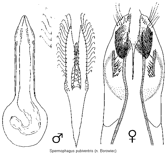 spermophagus_pubiventris.gif