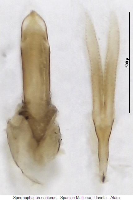 spermophagus_sericeus.jpg
