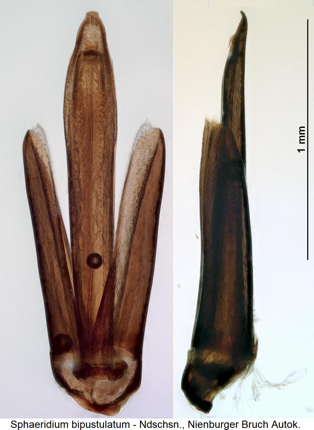 sphaeridium_bipustulatum2.jpg