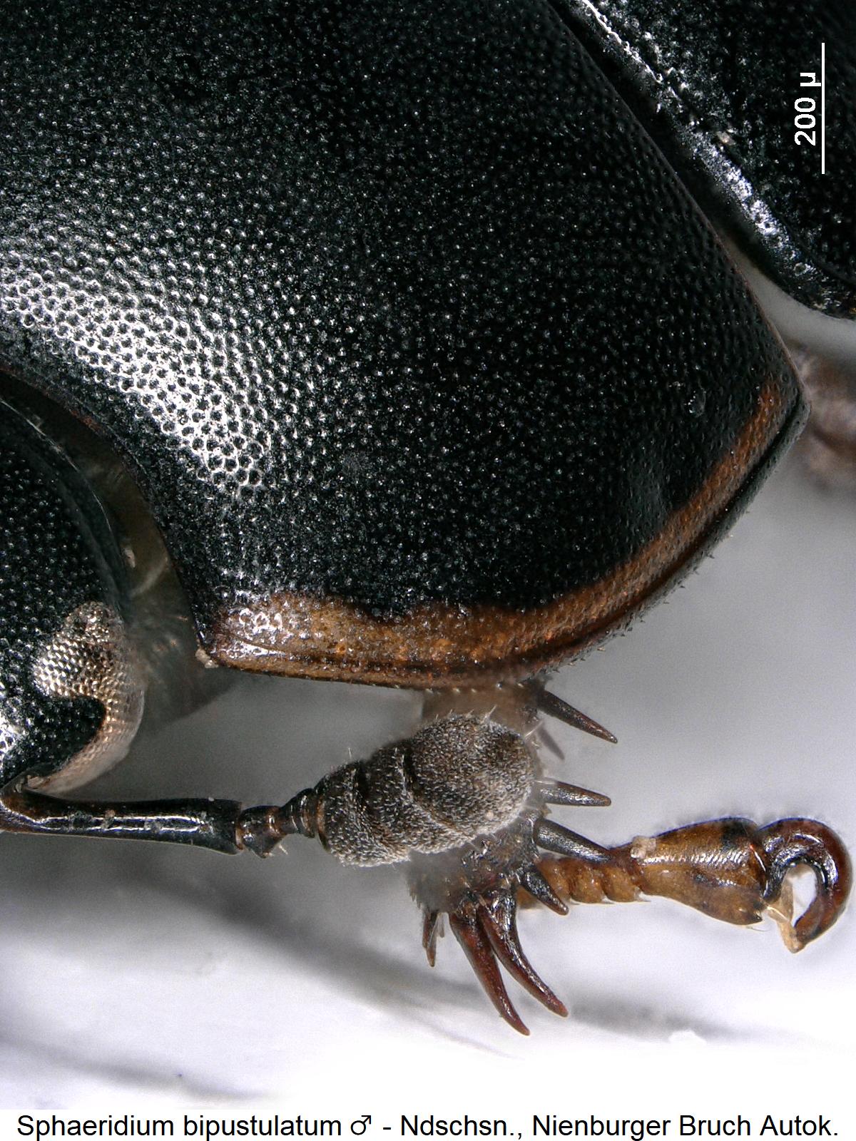 sphaeridium_bipustulatum_m_vtr.jpg