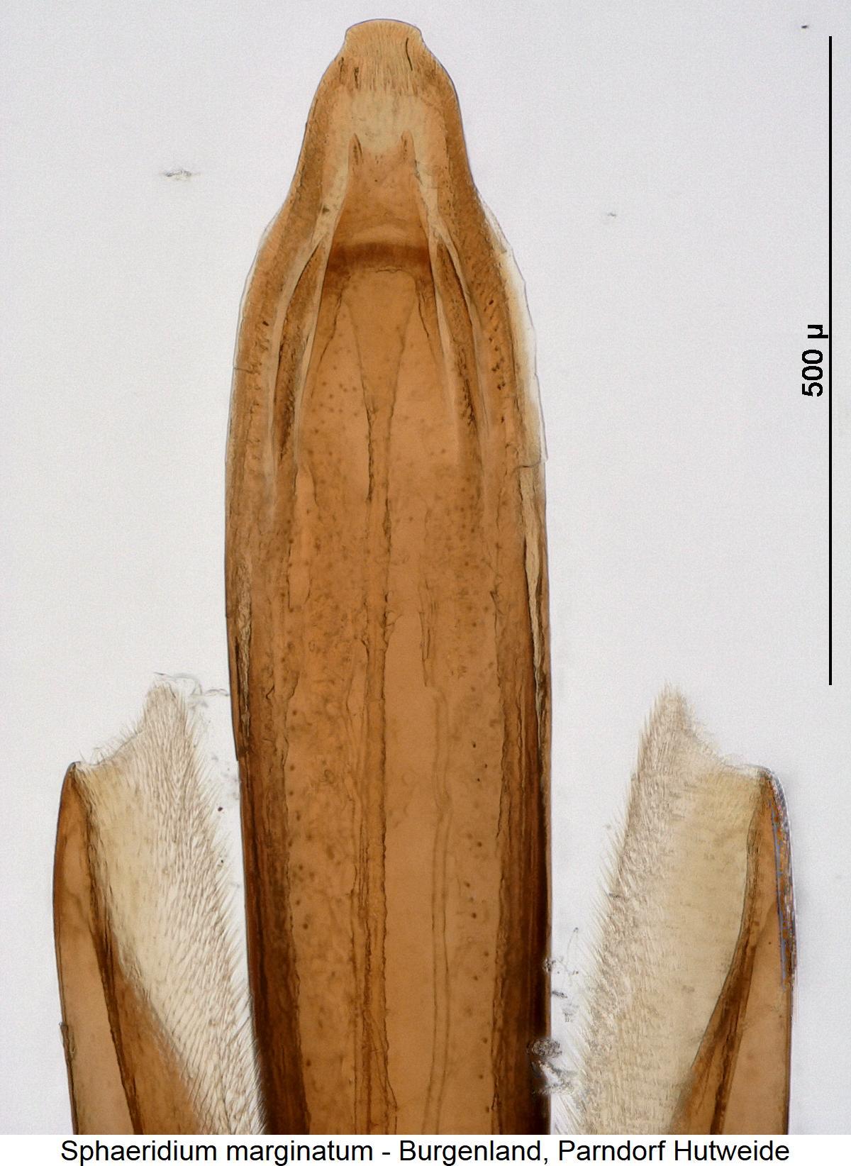 sphaeridium_marginatum.jpg