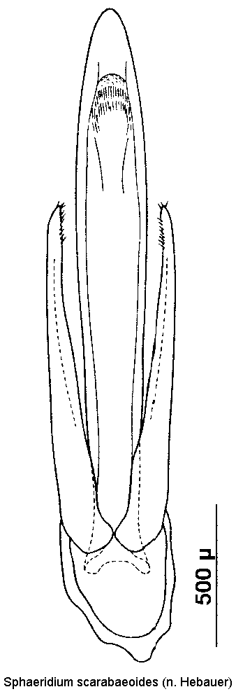sphaeridium_scarabaeoides1.gif