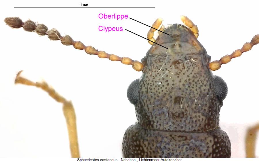 sphaeriestes_castaneus_vk.jpg