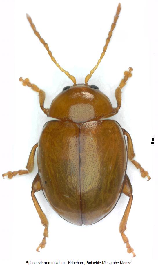 sphaeroderma_rubidum_hab.jpg