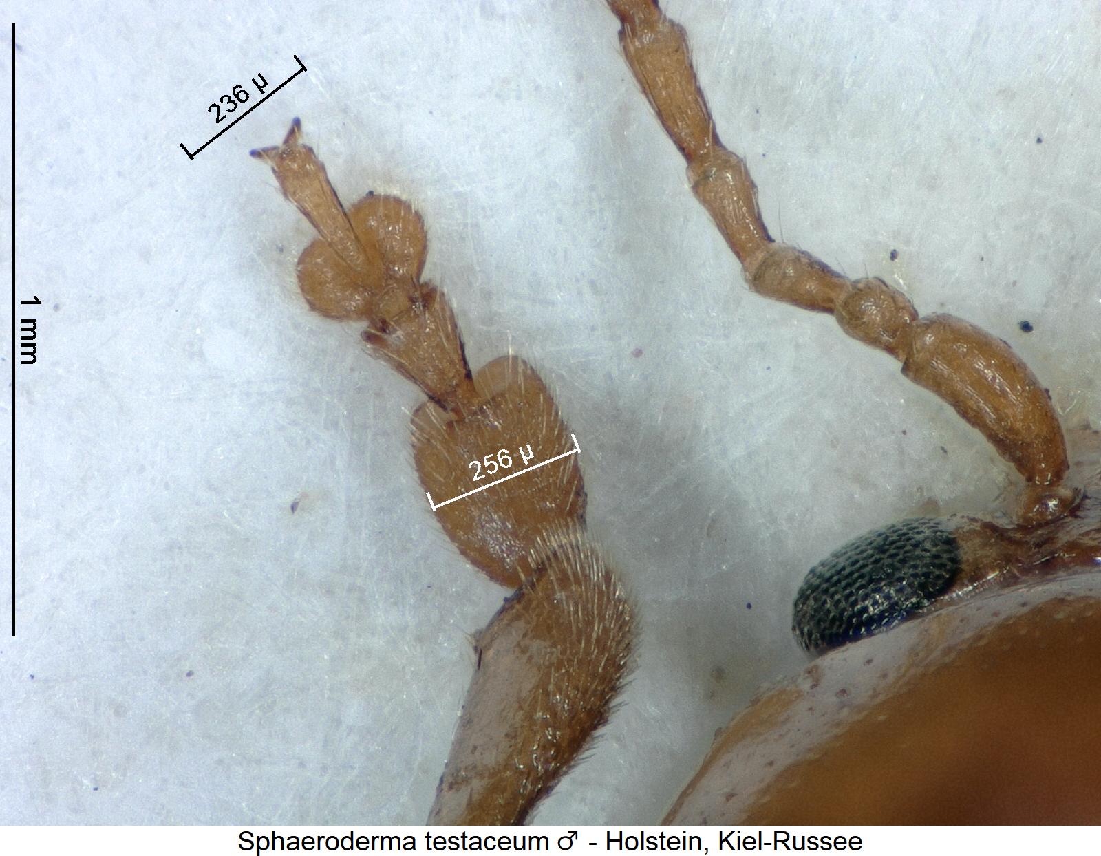 sphaeroderma_testaceum_m_vtr.jpg