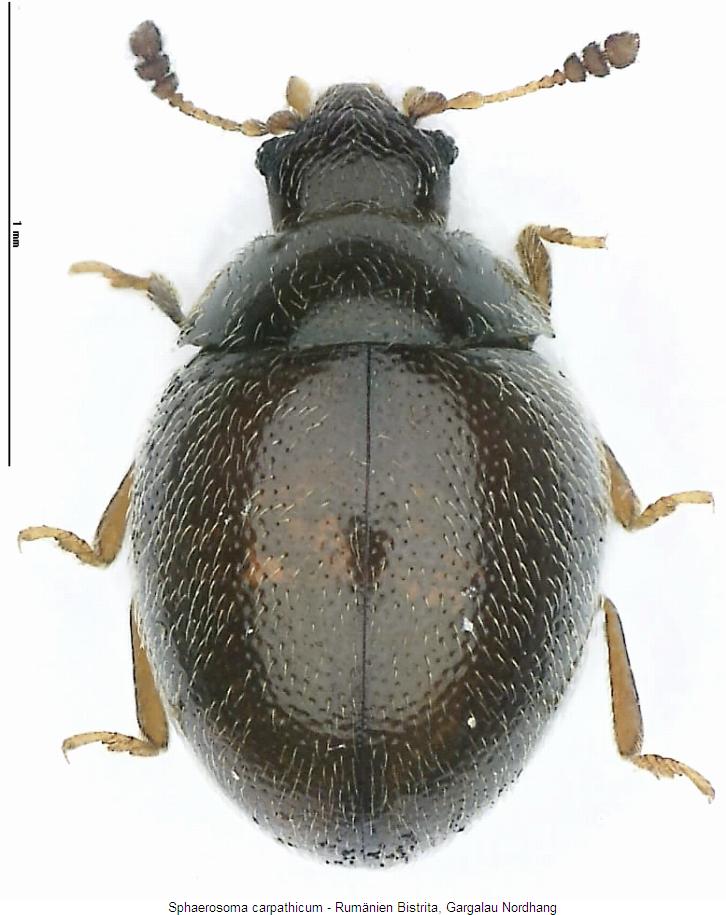 sphaerosoma_carpathicum_hab.jpg