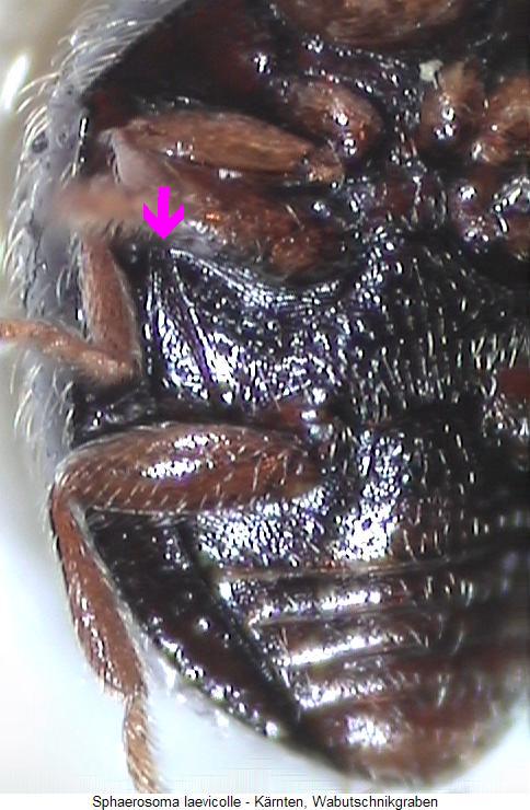 sphaerosoma_laevicolle_us.jpg