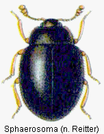 sphaerosoma_rtt.gif