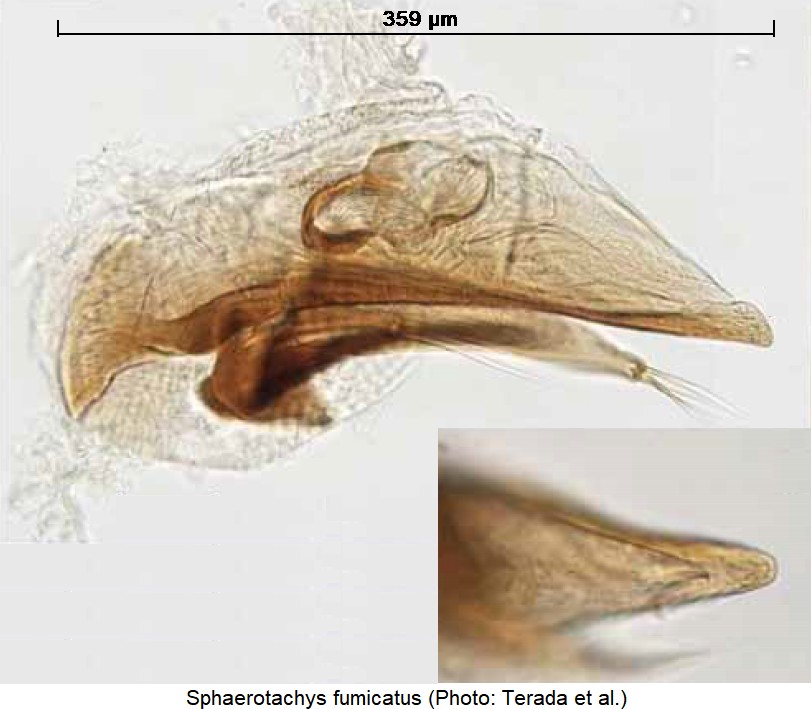 sphaerotachys_fumicatus.jpg