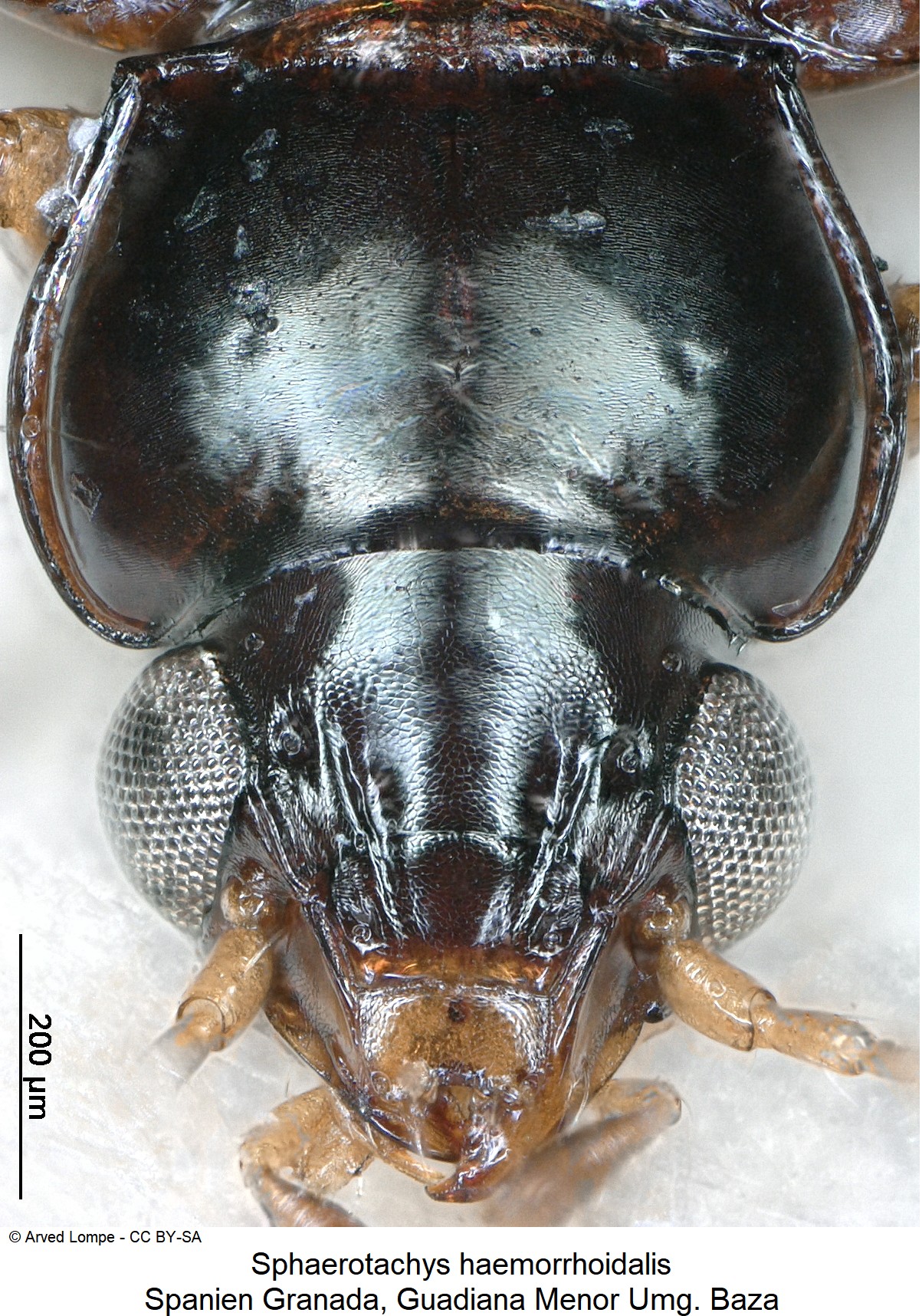 sphaerotachys_haemorrhoidalis_ck17795_k.jpg