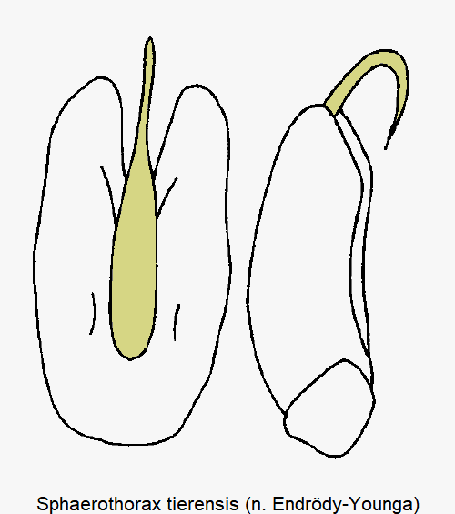 sphaerothorax_tierensis.gif