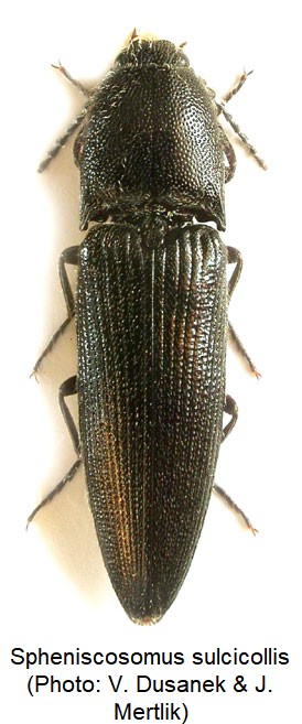 spheniscosomus_sulcicollis_hab.jpg