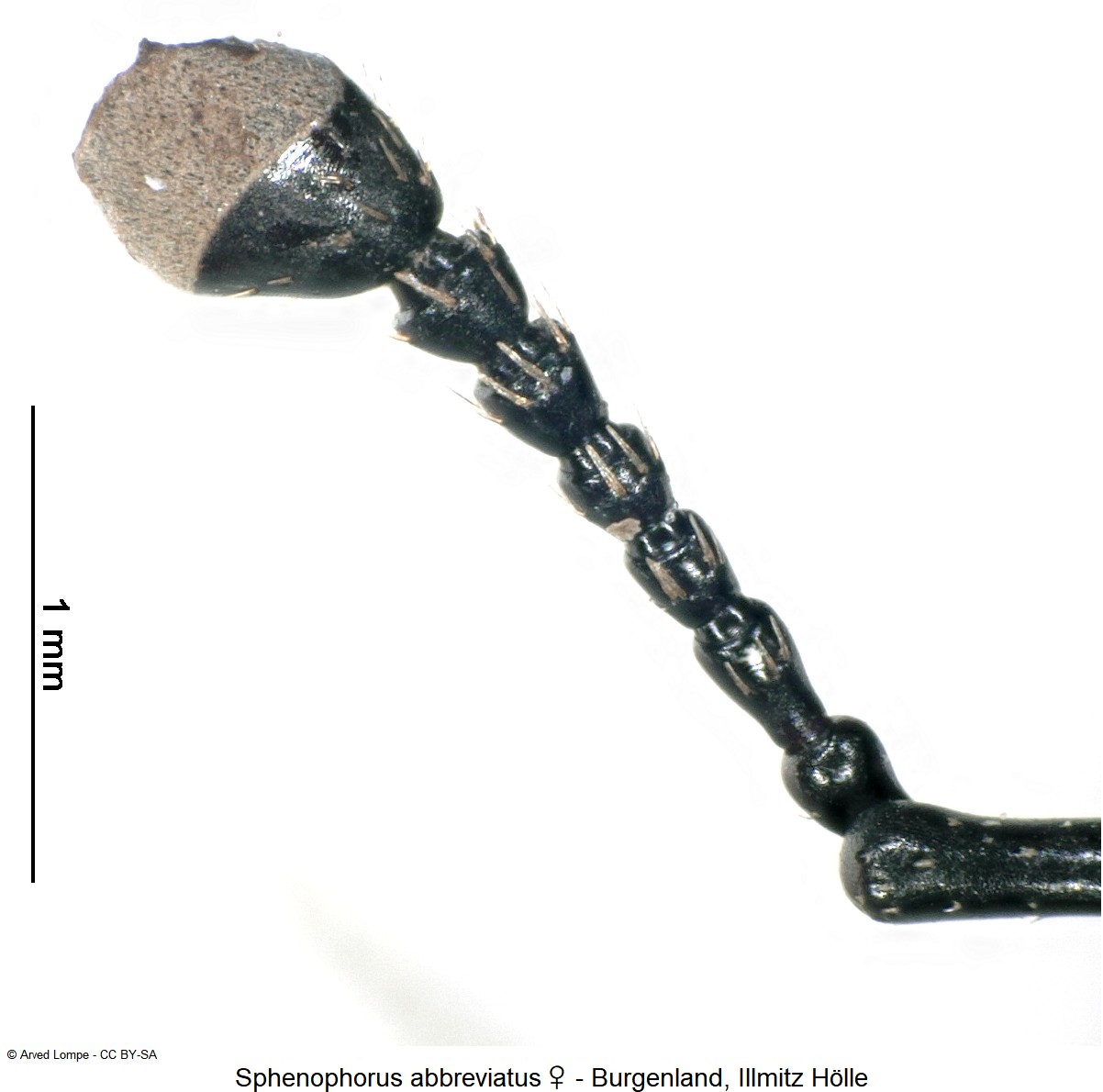 sphenophorus_abbreviatus_ck14828_f.jpg