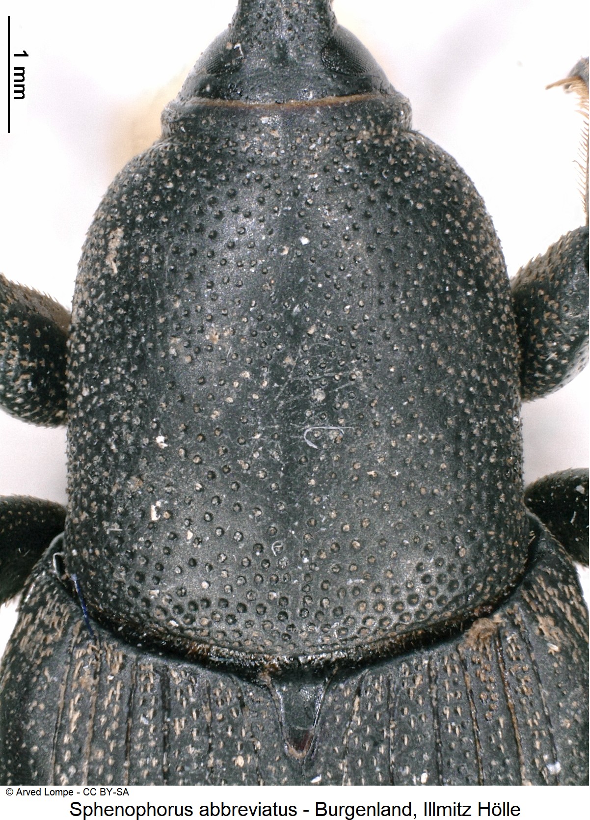 sphenophorus_abbreviatus_ck14828_hsch.jpg
