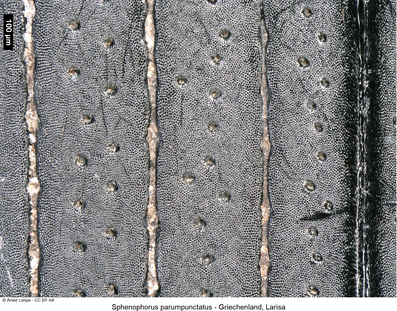 sphenophorus_parumpunctatus_ms-1.jpg