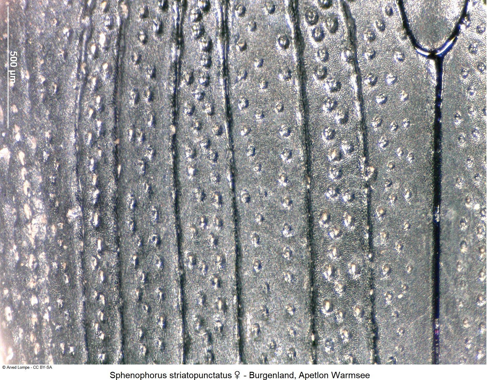 sphenophorus_striatopunctatus_w_ck14831_ms.jpg