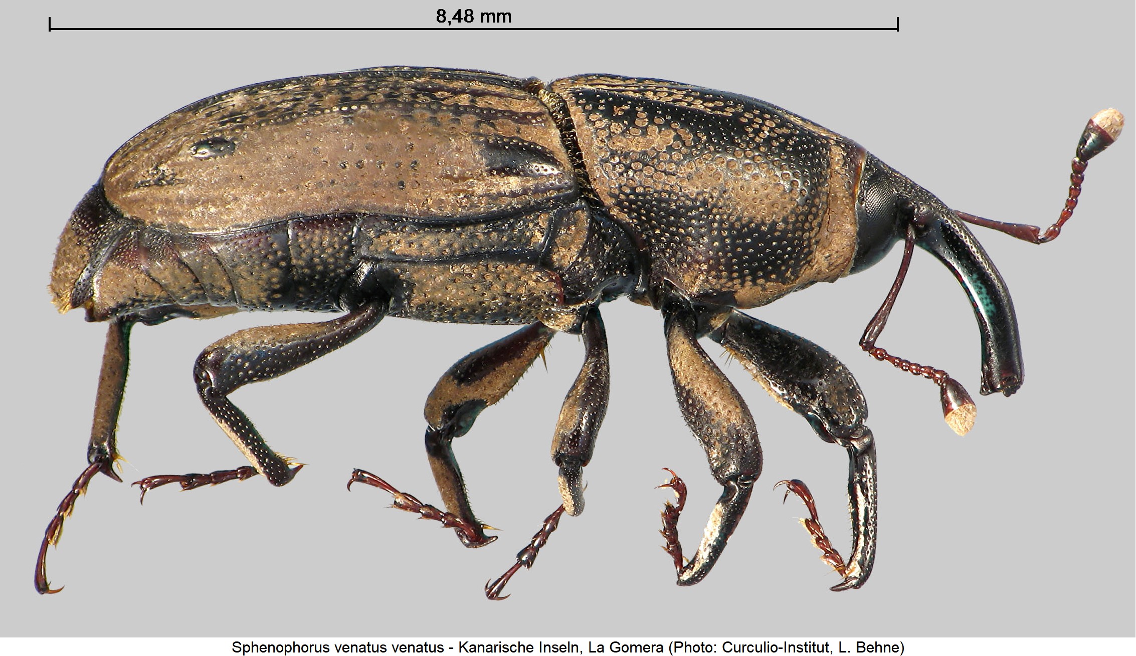sphenophorus_venatus_sa.jpg