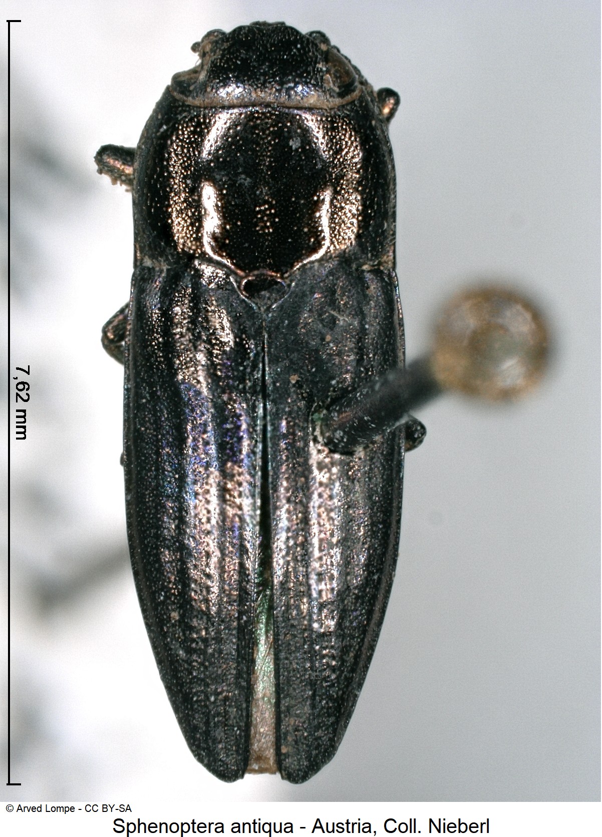 sphenoptera_antiqua_ck34285419_hab.jpg