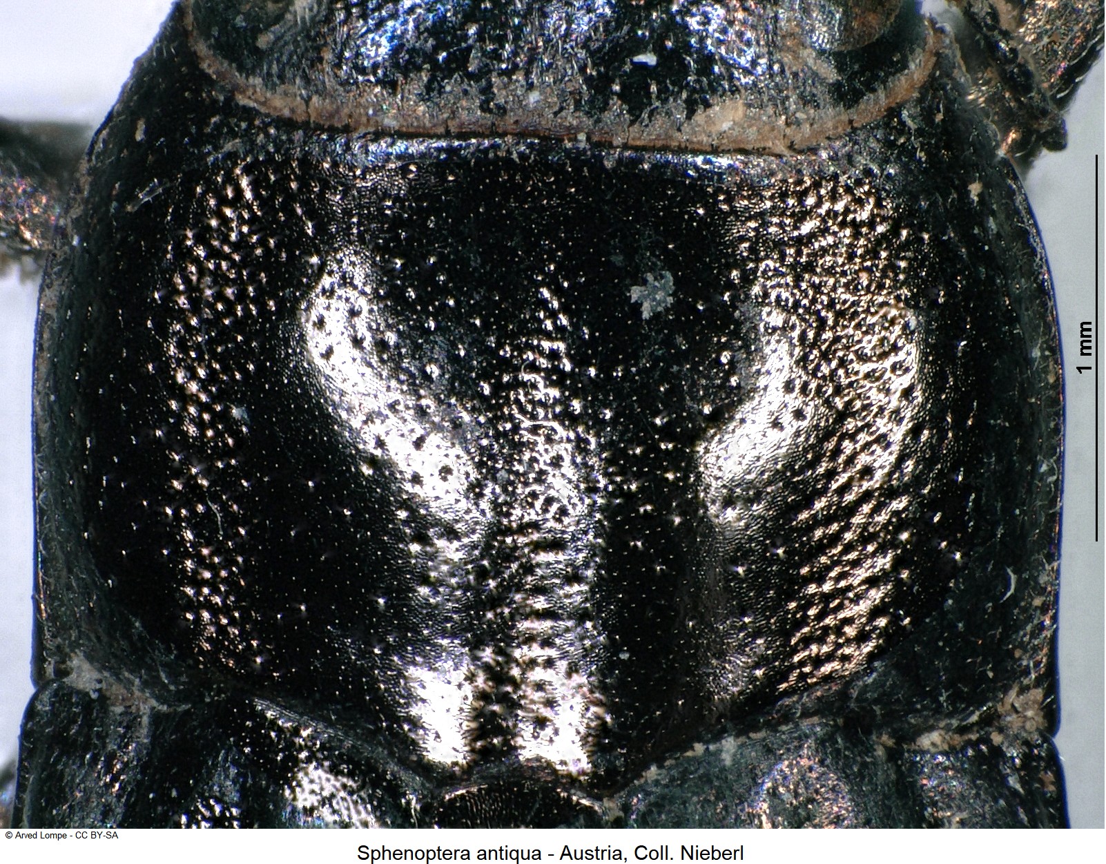 sphenoptera_antiqua_ck34285419_hsch.jpg