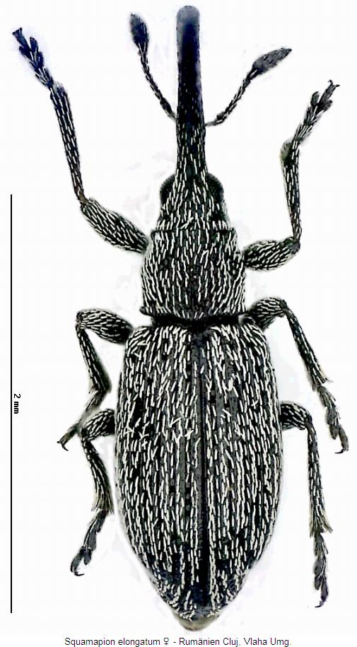 squamapion_elongatum_whab.jpg