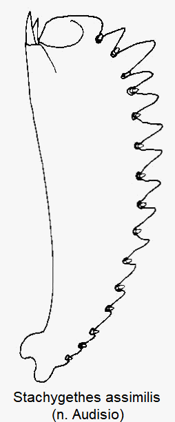 stachygethes_assimilis_vschn.gif
