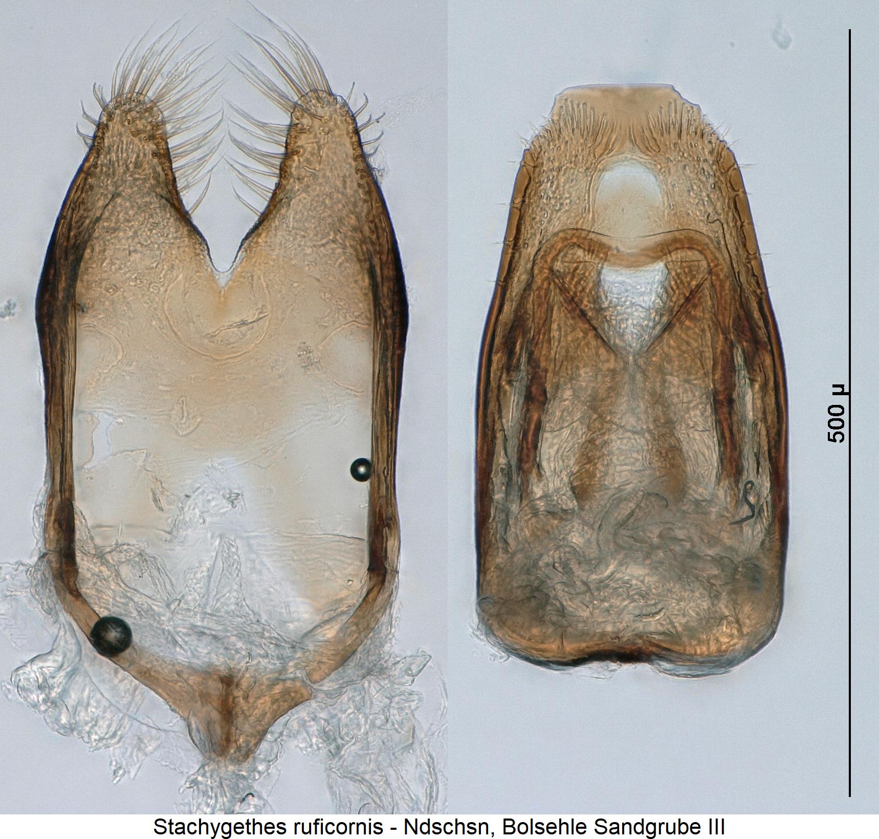 stachygethes_ruficornis.jpg