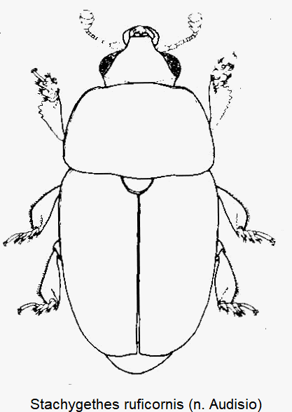 stachygethes_ruficornis_hab.gif
