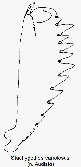 stachygethes_variolosus_vschn.gif