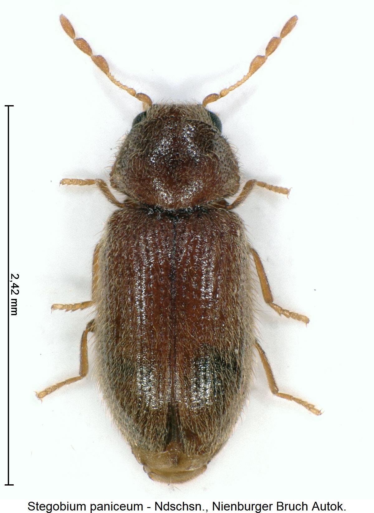 stegobium_paniceum_hab.jpg