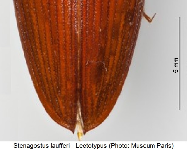 stenagostus_laufferi_dec.jpg