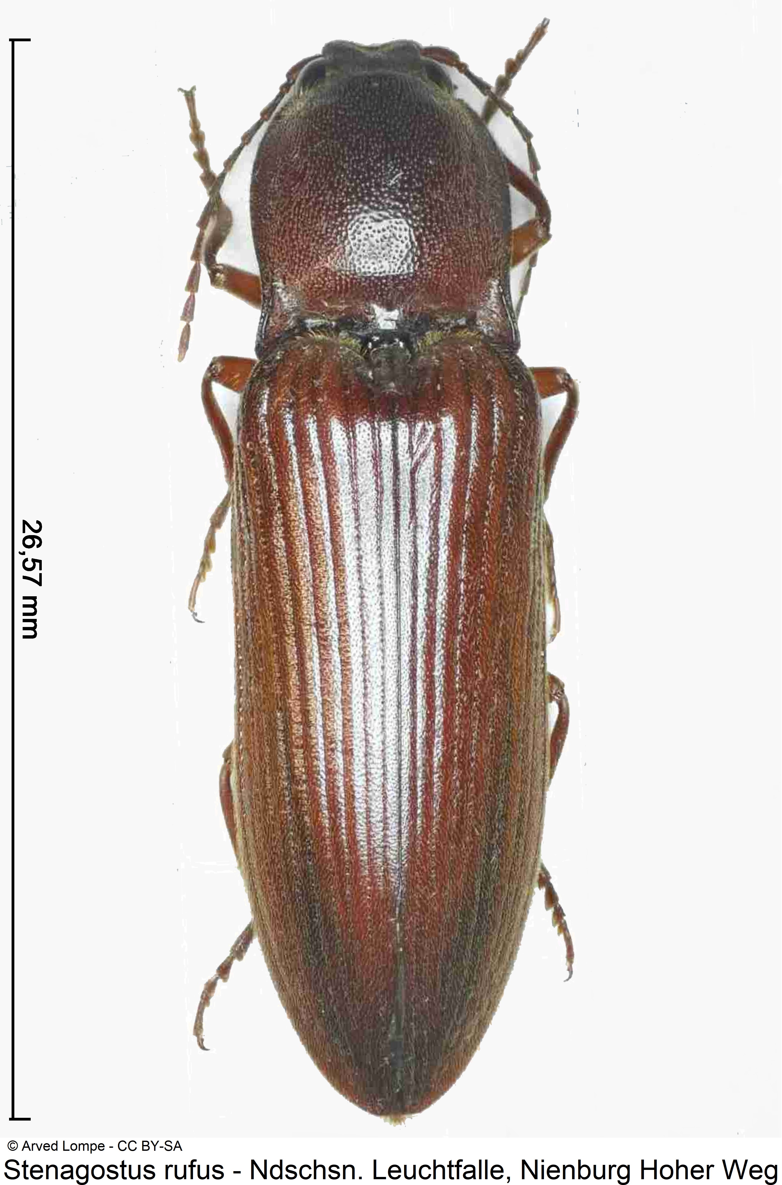 stenagostus_rufus_ck36247613_hab.jpg