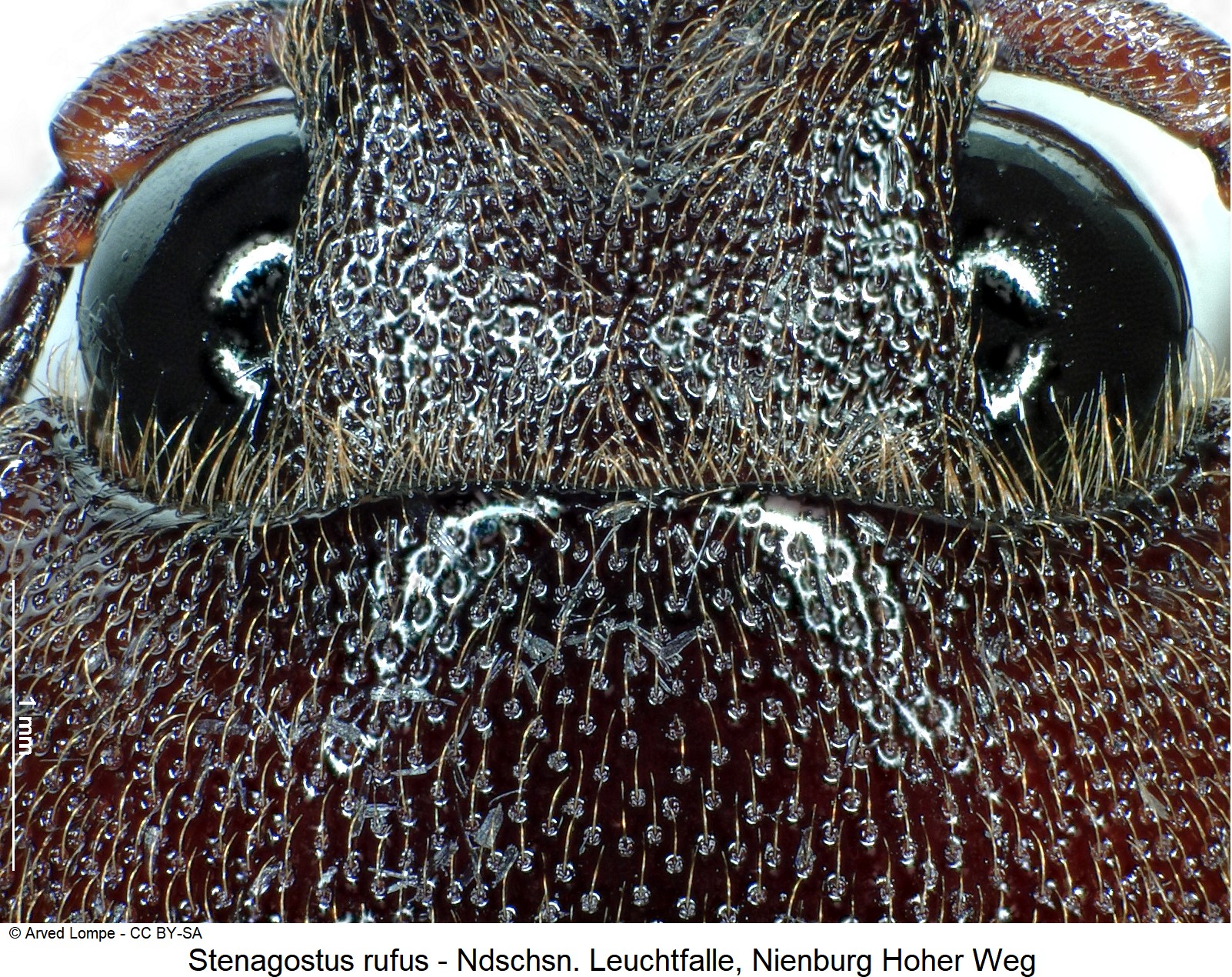 stenagostus_rufus_ck36247613_k.jpg
