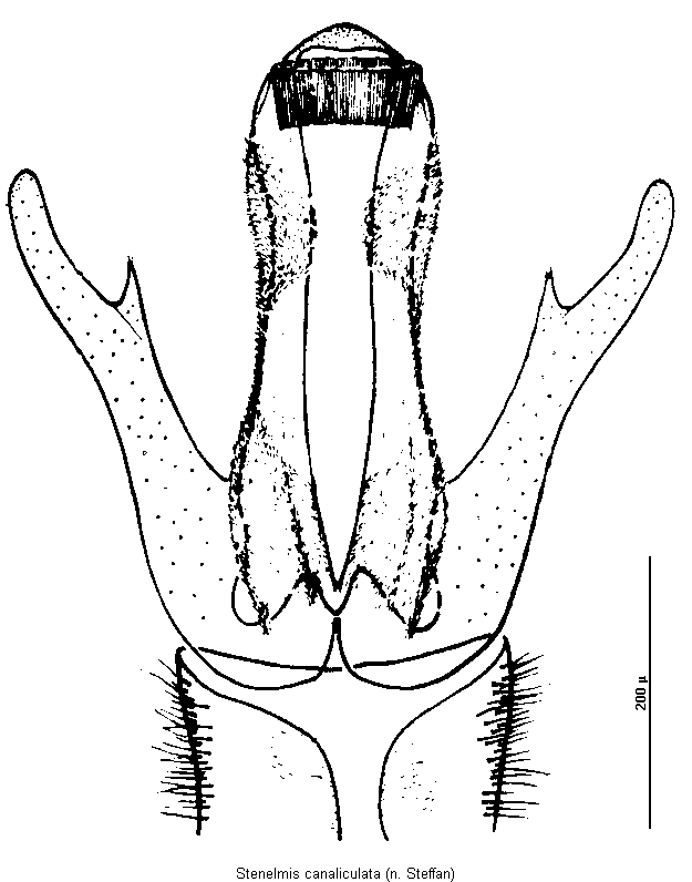 stenelmis_canaliculata.gif