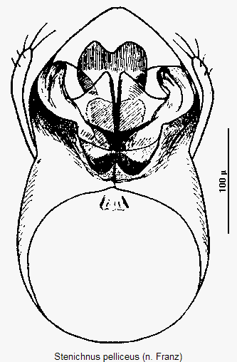 stenichnus_pelliceus.gif