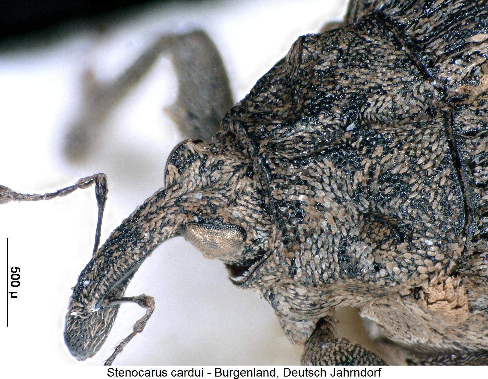 stenocarus_cardui_vk.jpg