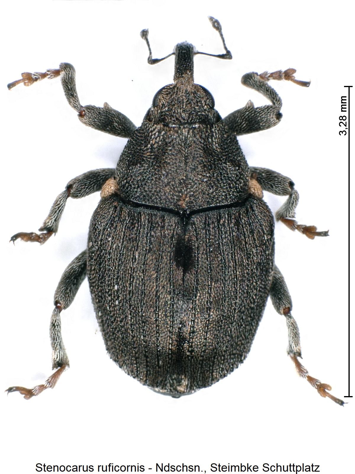 stenocarus_ruficornis_hab.jpg