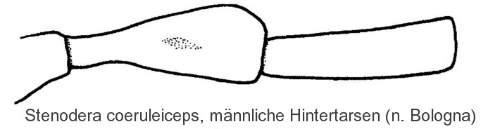 stenodera_coeruleiceps_mht.jpg