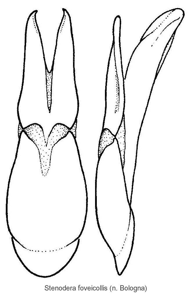 stenodera_foveicollis_aed.jpg