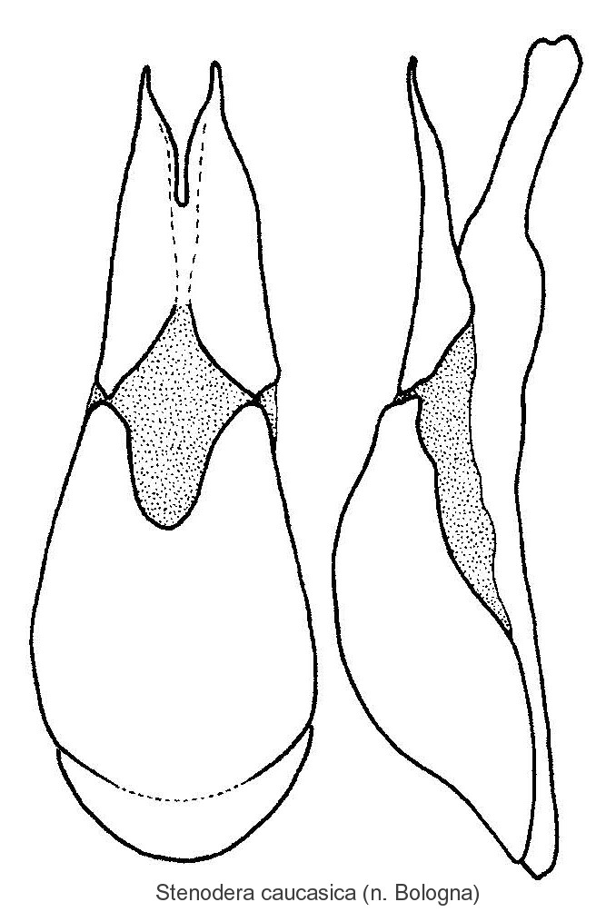 stenodera_oculifera_aed.jpg