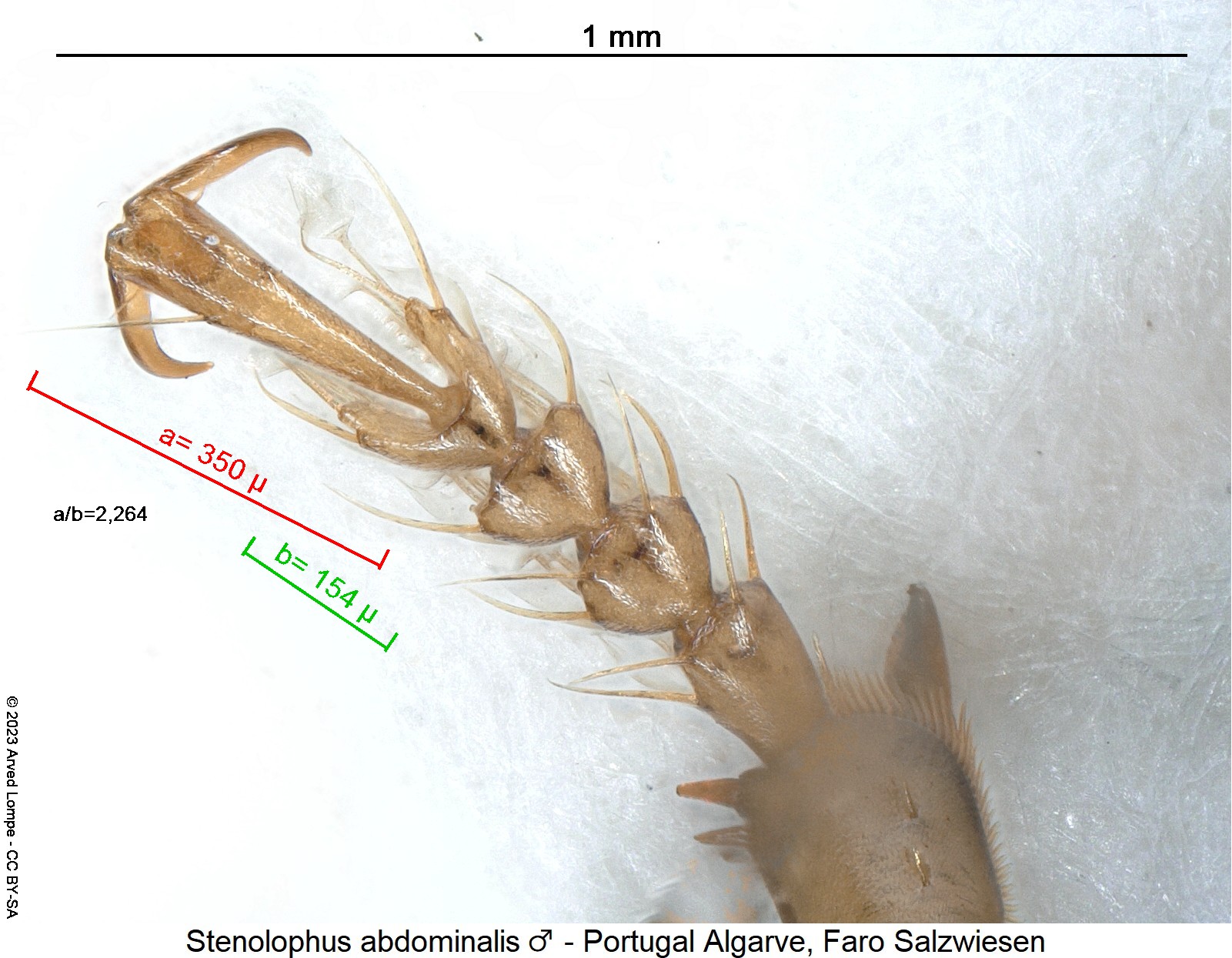stenolophus_abdominalis_m_vtr.jpg