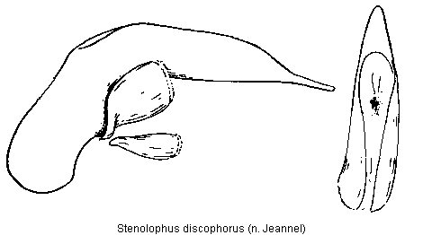 stenolophus_discophorus.gif