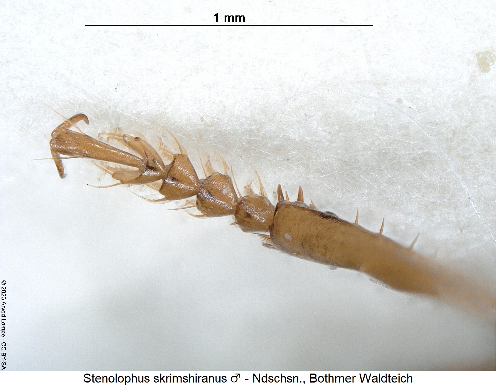stenolophus_skrimshiranus_m_vtr.jpg