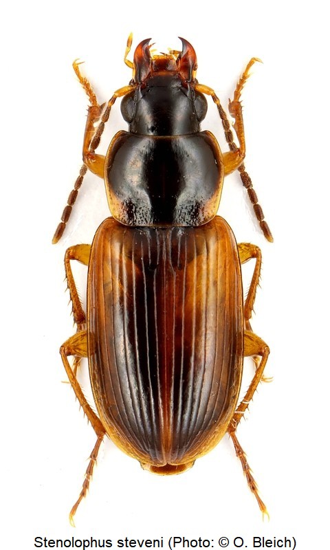 stenolophus_steveni_hab.jpg