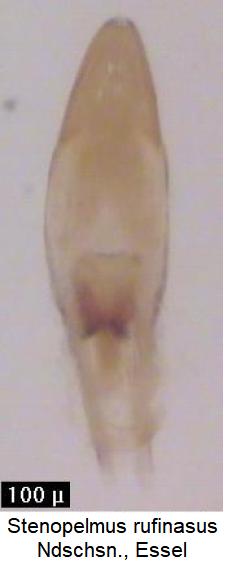 stenopelmus_rufinasus.jpg