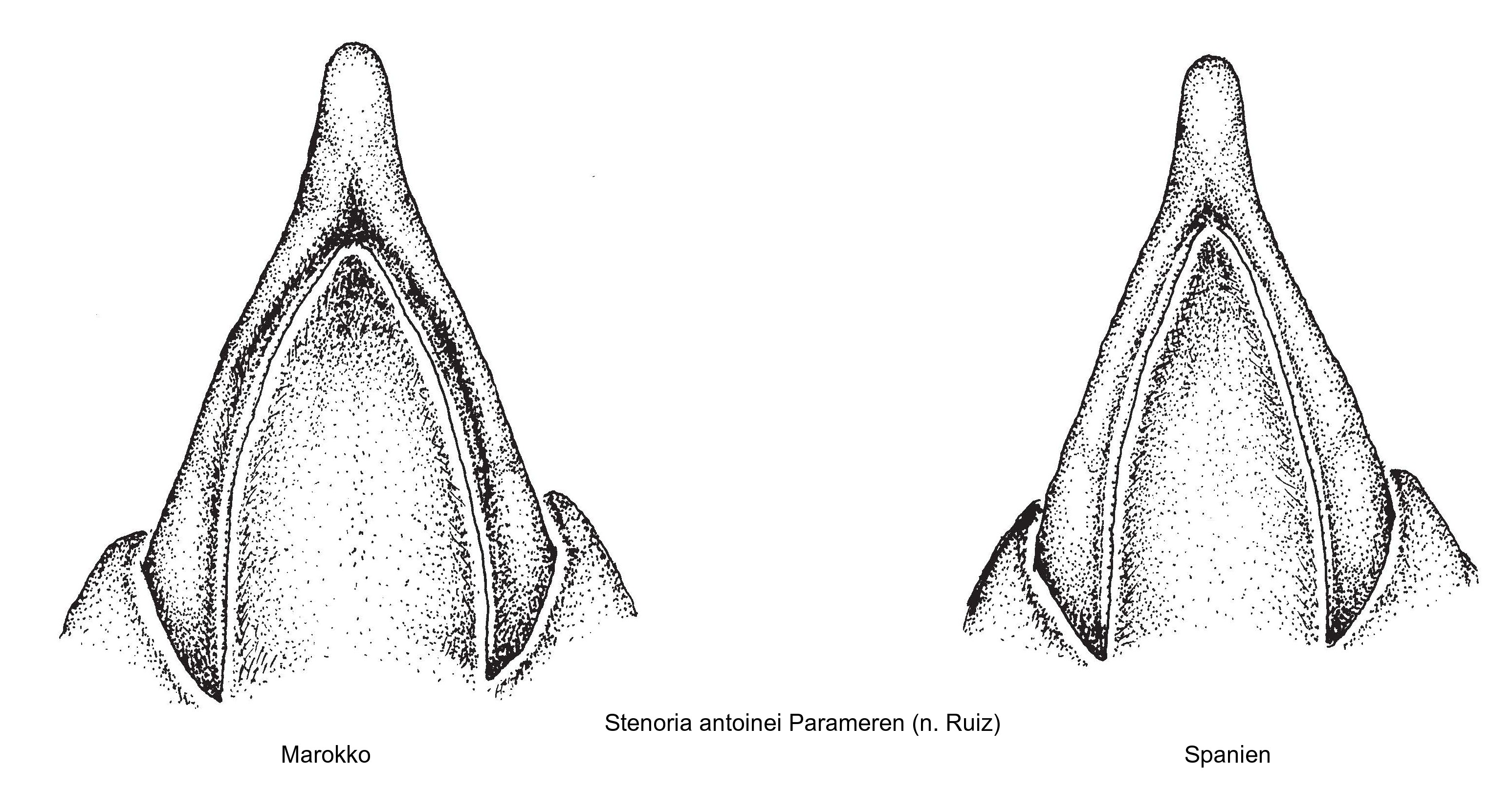 stenoria_antoinei_param.jpg