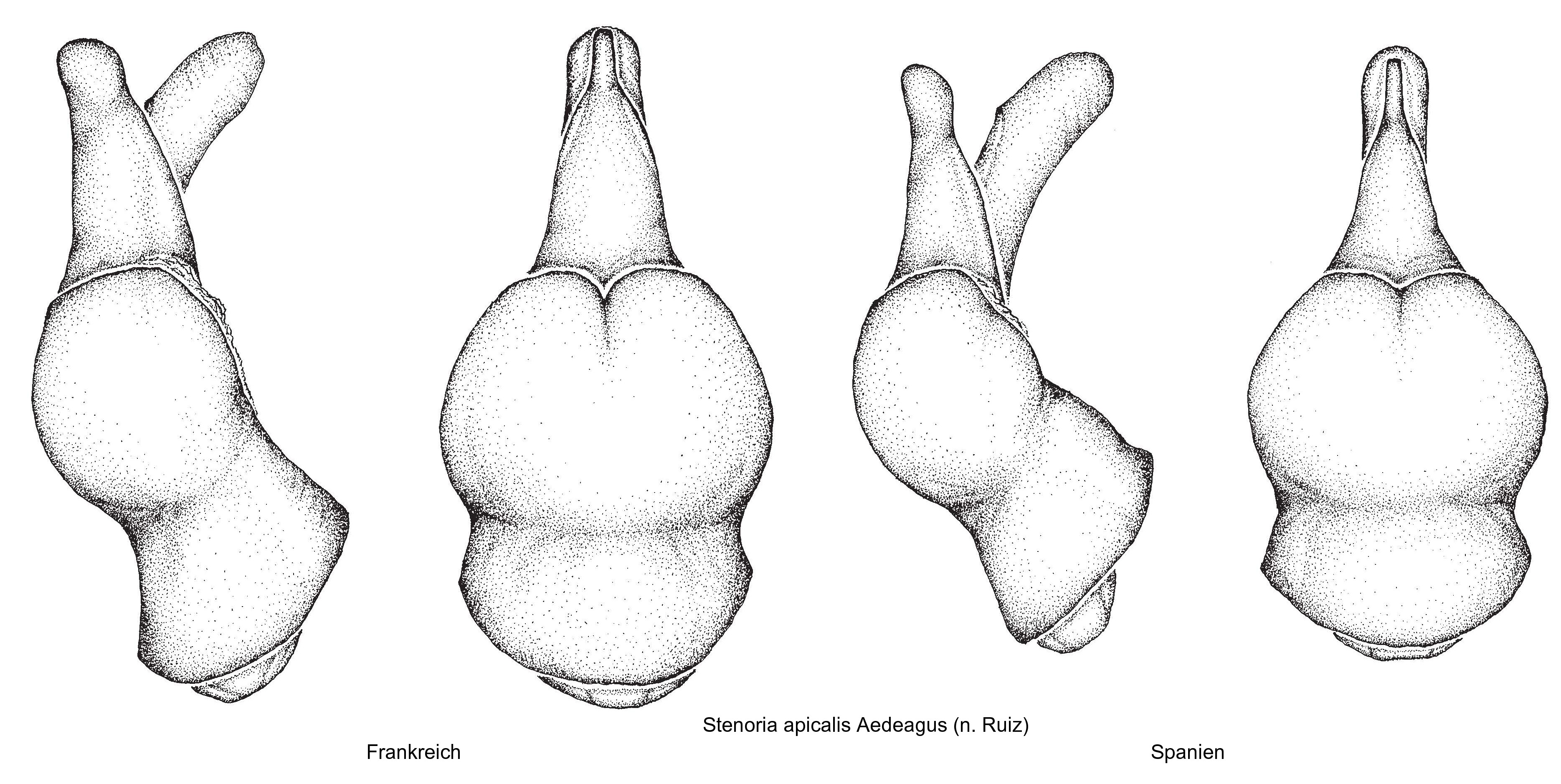 stenoria_apicalis_aed.jpg