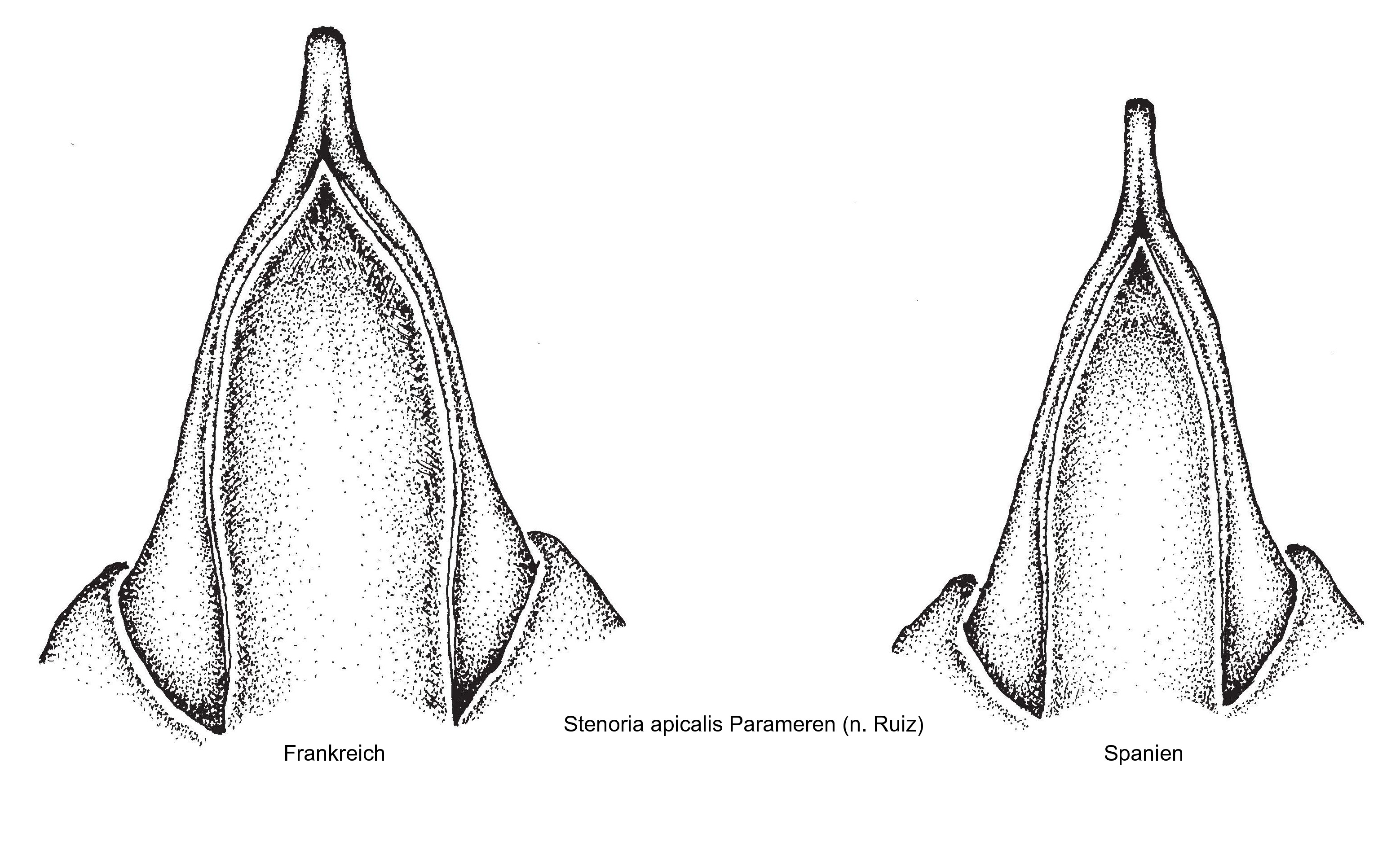 stenoria_apicalis_param.jpg