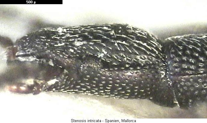 stenosis_intricata_k.jpg