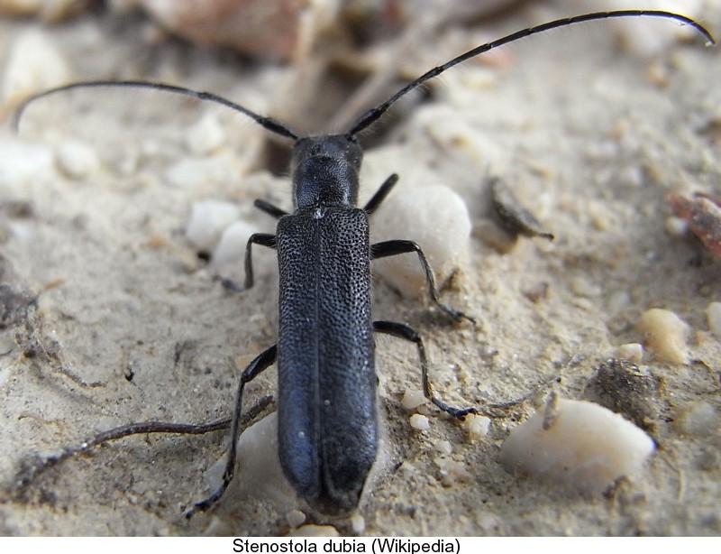 stenostola_dubia.jpg